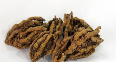 黄连的作用与功效