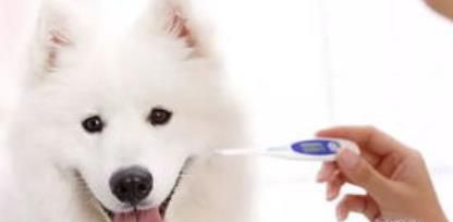 狗狗感冒吃什么药好？