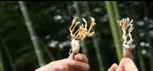 知了花怎么吃较好吃