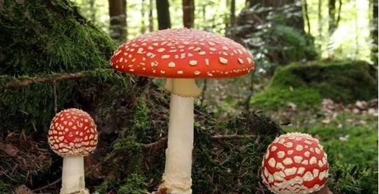 怎样预防食物中毒？