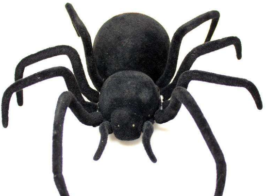 世界上最毒的蜘蛛是哪种 十大毒蜘蛛蜘