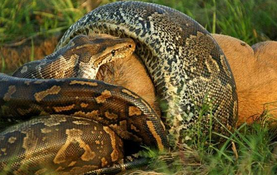 中国十大最毒最危险的蛇类排行榜